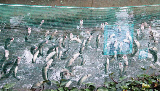 Kỳ[-]diệu[-]đàn[-]cá[-]lóc[-]biết[-]bay,[-]chủ[-]nhân[-]thu[-]tiền[-]tỷ[-]từ[-]khách[-]du[-]lịch